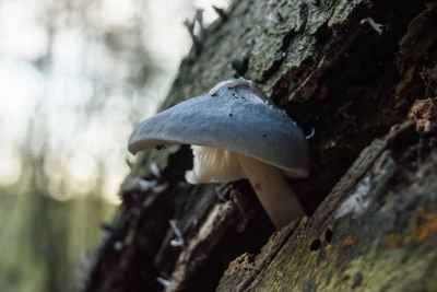 Mushrooms and Fungi