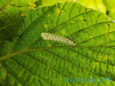 Bird-cherry Ermine