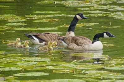 Canada Goose