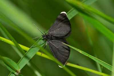 Chimney Sweeper