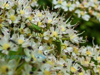 Common Green Capsid