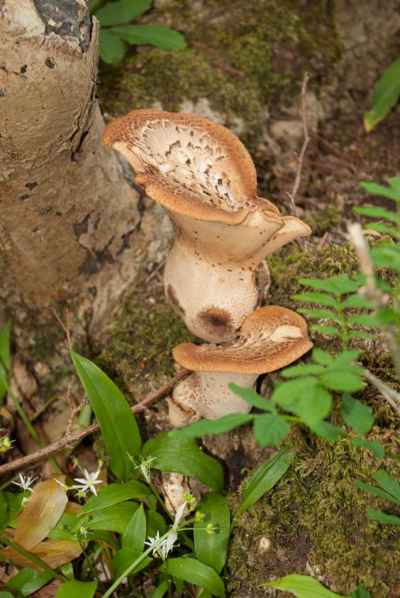 Dryad's Saddle