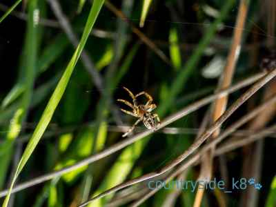 Furrow Orb Weaver