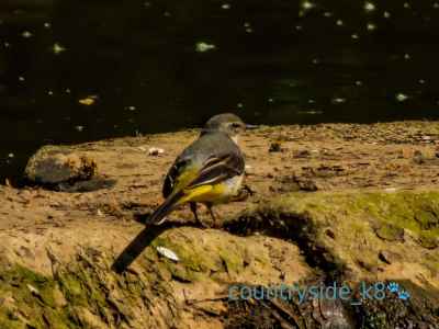 Grey Wagtail