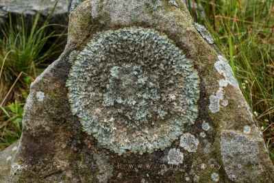 Lichen