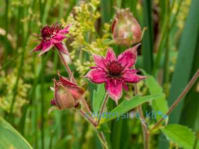 Marsh Cinquefoil