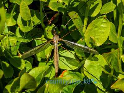 Marsh Cranefly