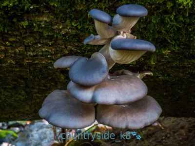 Oyster Mushroom