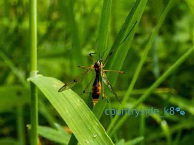 Ptychoptera albimana (Phantom Cranefly) 