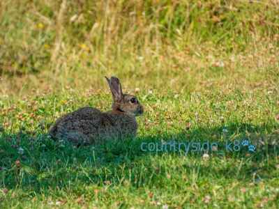 Rabbit