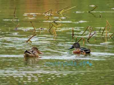 Shoveler 