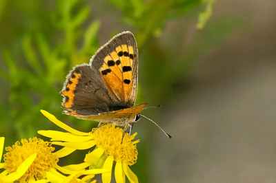 Small Copper