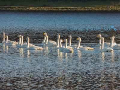 Whooper Swan