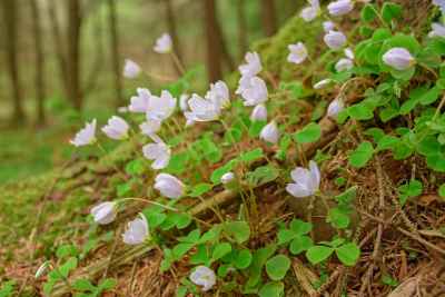 Wood Sorrel