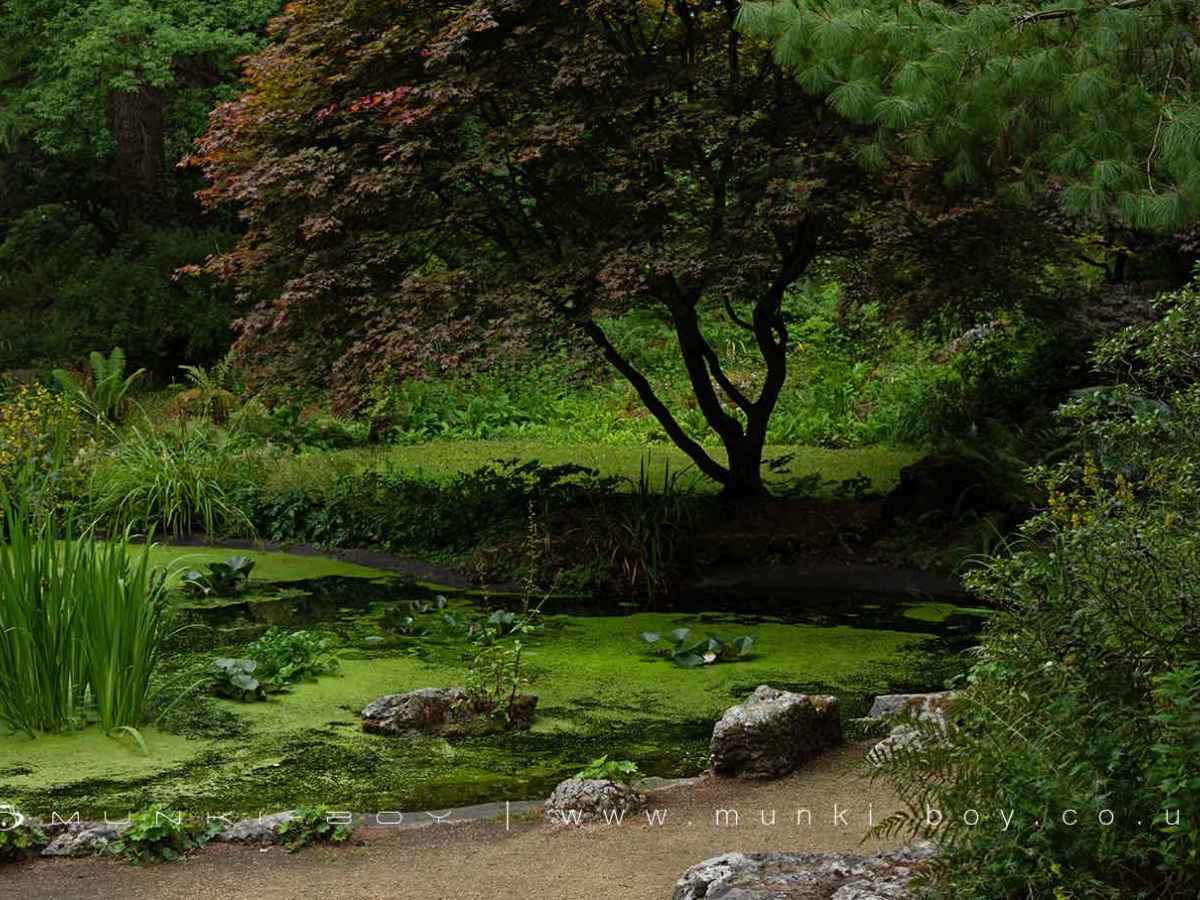 The Rock Garden