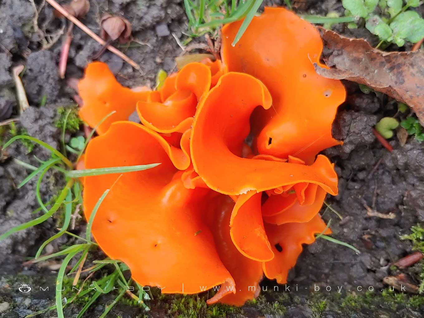 Orange Peel Fungus